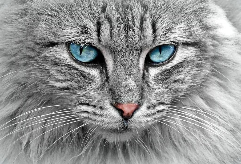 Réseau de lecture sur le thème du chat