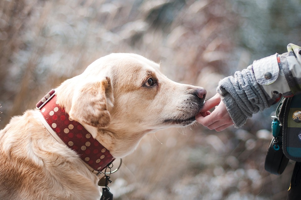 Sensibiliser les élèves au handicap avec les chiens guides
